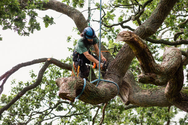 Best Tree Health Inspection  in South Park, WY