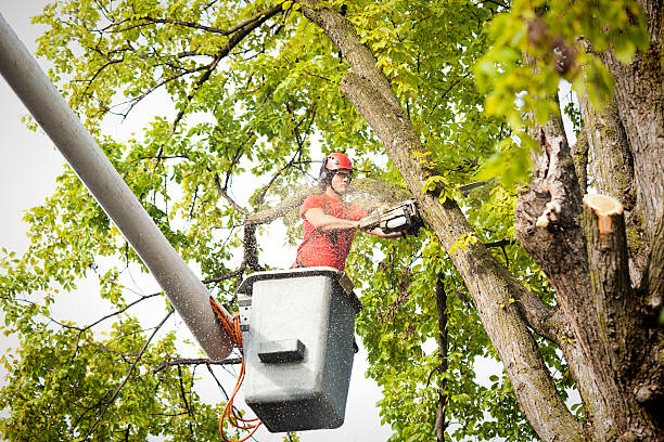 Best Tree Health Inspection  in South Park, WY